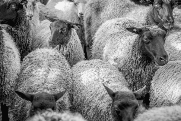 sheeple